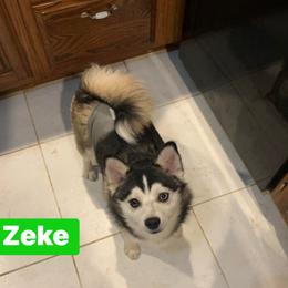 Z - Pomsky