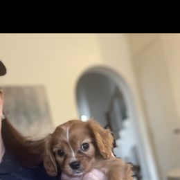 Cavalier King Charles Spaniel and Cavapoo Puppies from Texas Cavalier King Charles Spaniels Manard Enterprises