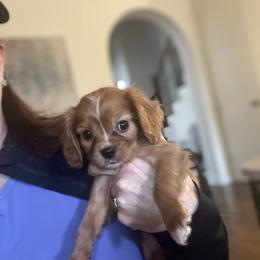 Cavalier King Charles Spaniel and Cavapoo Puppies from Texas Cavalier King Charles Spaniels Manard Enterprises