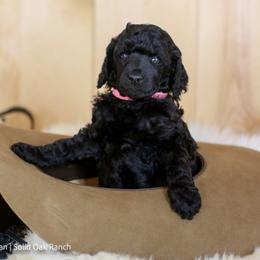 Poodle Puppies from Solid Oak Ranch