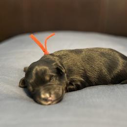 Red - Tri-color male Bernedoodle puppy in Casper, Wyoming from 307 Doodles