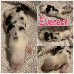 Everest - Blue merle and white female Cardigan Welsh Corgi puppy in Box Elder, South Dakota from BELieve Cardigan Welsh Corgis