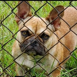 French Bulldogs and Yorkshire Terriers from Hazel Sky Kennel