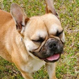 French Bulldogs and Yorkshire Terriers from Hazel Sky Kennel