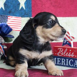 Jo - Black and cream female Dachshund puppy in Pace, Florida from Shoebox Doxie’s
