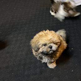Butterscotch - Gold female Shih Tzu puppy in Pleasant Shade, Tennessee from Kuntry Tyme Shih Tzus