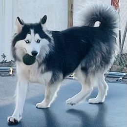 Loba - Siberian Husky