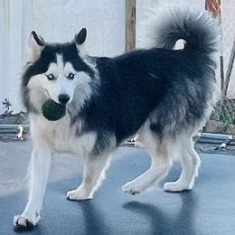Loba - Siberian Husky