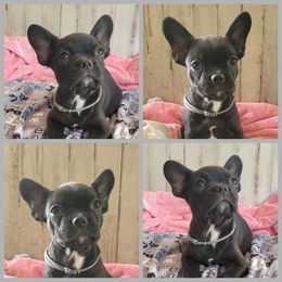 Girl 4 - Black and white female Companion Cross puppy in Collinston, Utah from Country Sunshine