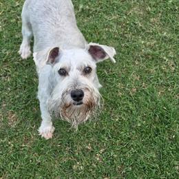 Freya - Salt and pepper female Miniature Schnauzer puppy in Piedmont, Oklahoma from J&K's Miniature Schnauzers