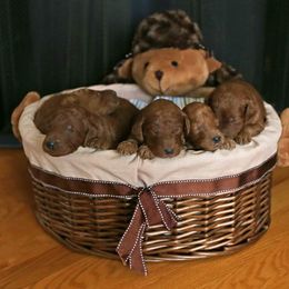 Poodle Puppies from Noblelee Kennel