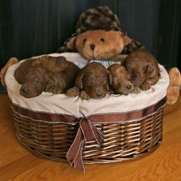 Poodle Puppies from Noblelee Kennel