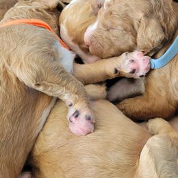 French Bulldog and Goldendoodle Puppies from Good Vibes Puppies