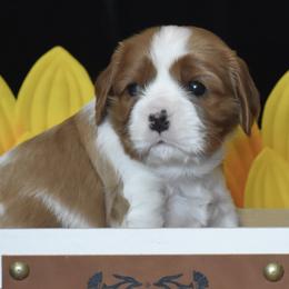 Cavalier King Charles Spaniels from Grifscamp Cavaliers