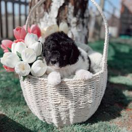 Girl 3 - Parti female Poodle puppy in Oregon from Dutton’s Doodles