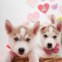Siberian Husky Puppies from HuskiesWithFinesse