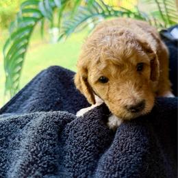 GRINCH BOY - Apricot male Poodle puppy in Porter, Texas from KD's Luxury Nursery