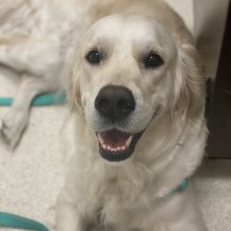 Piper - Golden Retriever