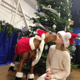 Vizsla All Grown Up from Vizslas