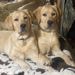 Labrador Retriever All Grown Up from Culbreth Labradors