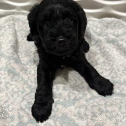Blue Mini - Black male Goldendoodle puppy in Millville, New Jersey from Michelle's Doodles