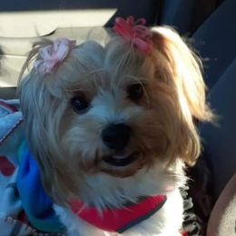 Jolie' - Biewer Terrier