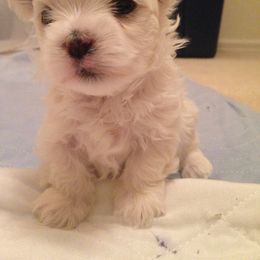 Maltese Puppies from JoDi's Maltese