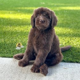 Seashell - Chocolate female Goldendoodle puppy in Dallas County, Texas from Dream A Little Doodle
