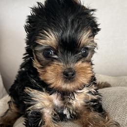 Mia - Blue and gold female Yorkshire Terrier puppy in Bowling Green, Kentucky from Stringer’s Yorkshire Terriers