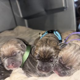 Cane Corso Puppies from 336 Cane Corso