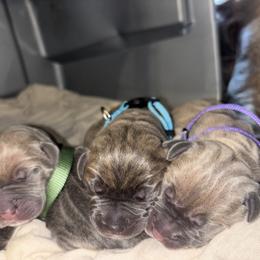 Cane Corso Puppies from 336 Cane Corso