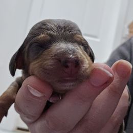 Dapple female - Dapple female Dachshund puppy in Fulton, Missouri from New Hope Dachshund Puppies