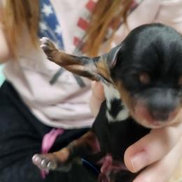 Pearl - Black and tan female Yorkshire Terrier puppy in Castleton, New York from Jennifer's Yorkies