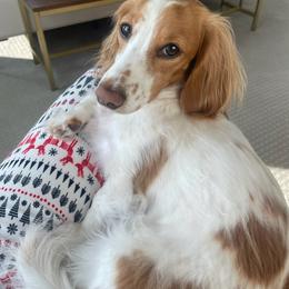 Dachshund All Grown Up from Dix n’ Dot Dachshunds