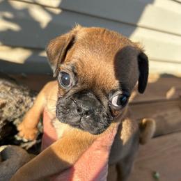 Boy 4 - Fawn male Pug puppy in Norborne, Missouri from Pug Palace