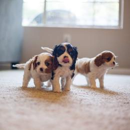 Cavalier King Charles Spaniel Puppies from Cavaliers of House Northup