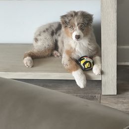 Australian Shepherd Puppies from NorthBeach Aussies