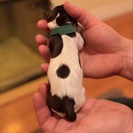 Dark Green - Liver and white female German Shorthaired Pointer puppy in Ash Flat, Arkansas from SmokePoint GSPs