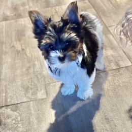 Parti male , black face - Parti male Yorkshire Terrier puppy in Pikeville, North Carolina from A Yorkie’s World
