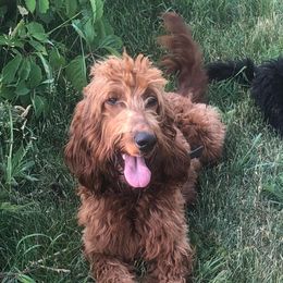 Bailey - Irish Doodle