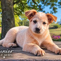 Junior - Red mottled male Australian Cattle Dog puppy in Chillicothe, Missouri from TLC Cattle dogs