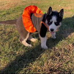Siberian Husky Puppies from Siberian Huskies-Beckham the Great