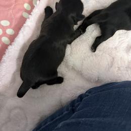 Maisey - Black female Shih Tzu puppy in Tallahassee, Florida from Bows and Bow Ties