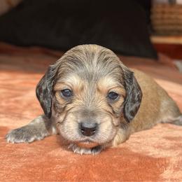 Earl - Cream male Dachshund puppy in Deming, New Mexico from FoxieDoxies of New Mexico