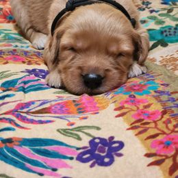 Black collar - Golden male Golden Retriever puppy in Section, Alabama from Country Girl Golden Retrievers