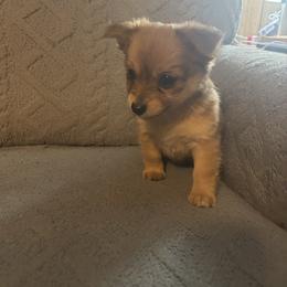 Chewy - Black sabled fawn female Chihuahua puppy in Scranton, South Carolina from The Magnolia Pawlor, LLC