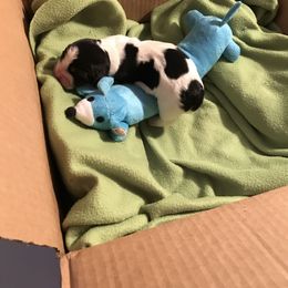 Basset Hound Puppies from Silverado Basset Hounds