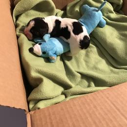 Basset Hound Puppies from Silverado Basset Hounds