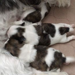 Shih Tzu Puppies from Sugar Paws Heavenly Shih Tzu’s