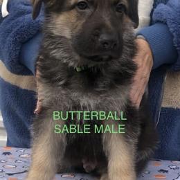 Butterball - Sable male German Shepherd puppy in Blairsville, Georgia from Black Sheep German Shepherds